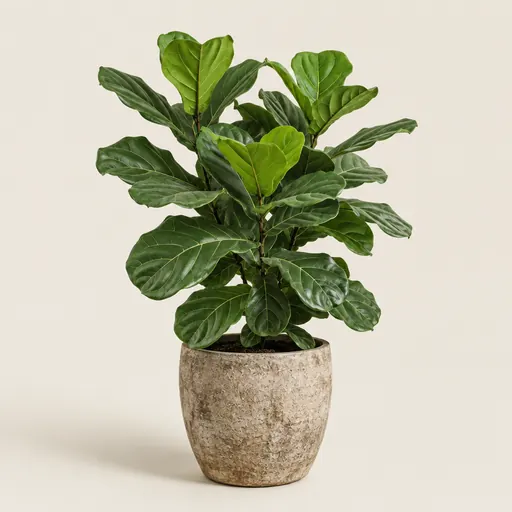 Planta decorativa